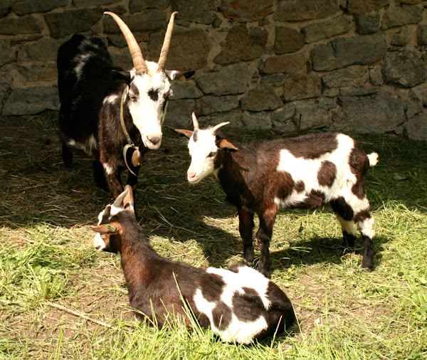 tauernsheck goat, tauernsheck goats, about tauernsheck goat, tauernsheck goat breed, tauernsheck goat breeders, tauernsheck goat behavior, tauernsheck goat breed info, tauernsheck goat care, tauernsheck goat color, tauernsheck goat characteristics, tauernsheck goat coat color, tauernsheck goat color varieties, tauernsheck goat facts, tauernsheck goat for milk, tauernsheck goat for meat, tauernsheck goat farms, tauernsheck goat farming, tauernsheck goat history, tauernsheck goat horns, tauernsheck goat info, tauernsheck goat information, tauernsheck goat images, tauernsheck goat meat, tauernsheck goat milk, tauernsheck goat milk production, tauernsheck goat origin, tauernsheck goat photos, tauernsheck goat pictures, tauernsheck goat rarity, raising tauernsheck goat, tauernsheck goat size, tauernsheck goat temperament, tauernsheck goat uses, tauernsheck goat varieties, tauernsheck goat weight