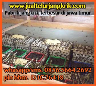 Ternak Jangkrik Bantul Daerah Istimewa Yogyakarta Pak Mulyono Silahkan Hubungi 085656642692
