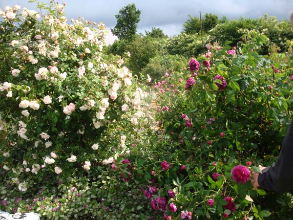 Elfenkunst Von Nicole Elflein Sommer Teamtreffen Des Team
