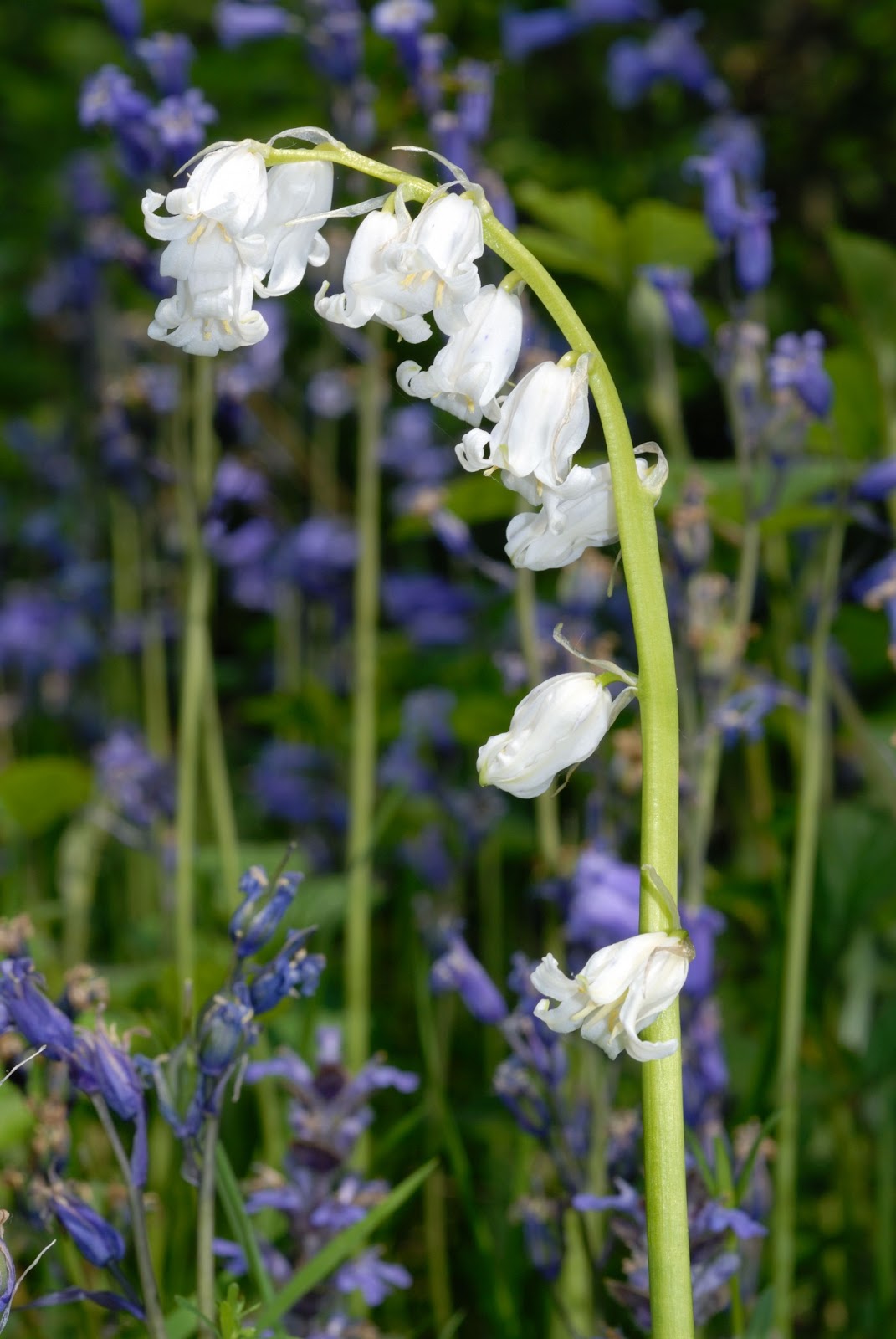 Species of UK Week 19 Bluebells (Hyacinthoides nonscripta)