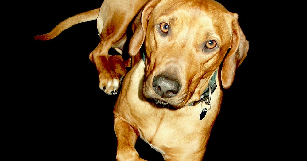Klartext Hund