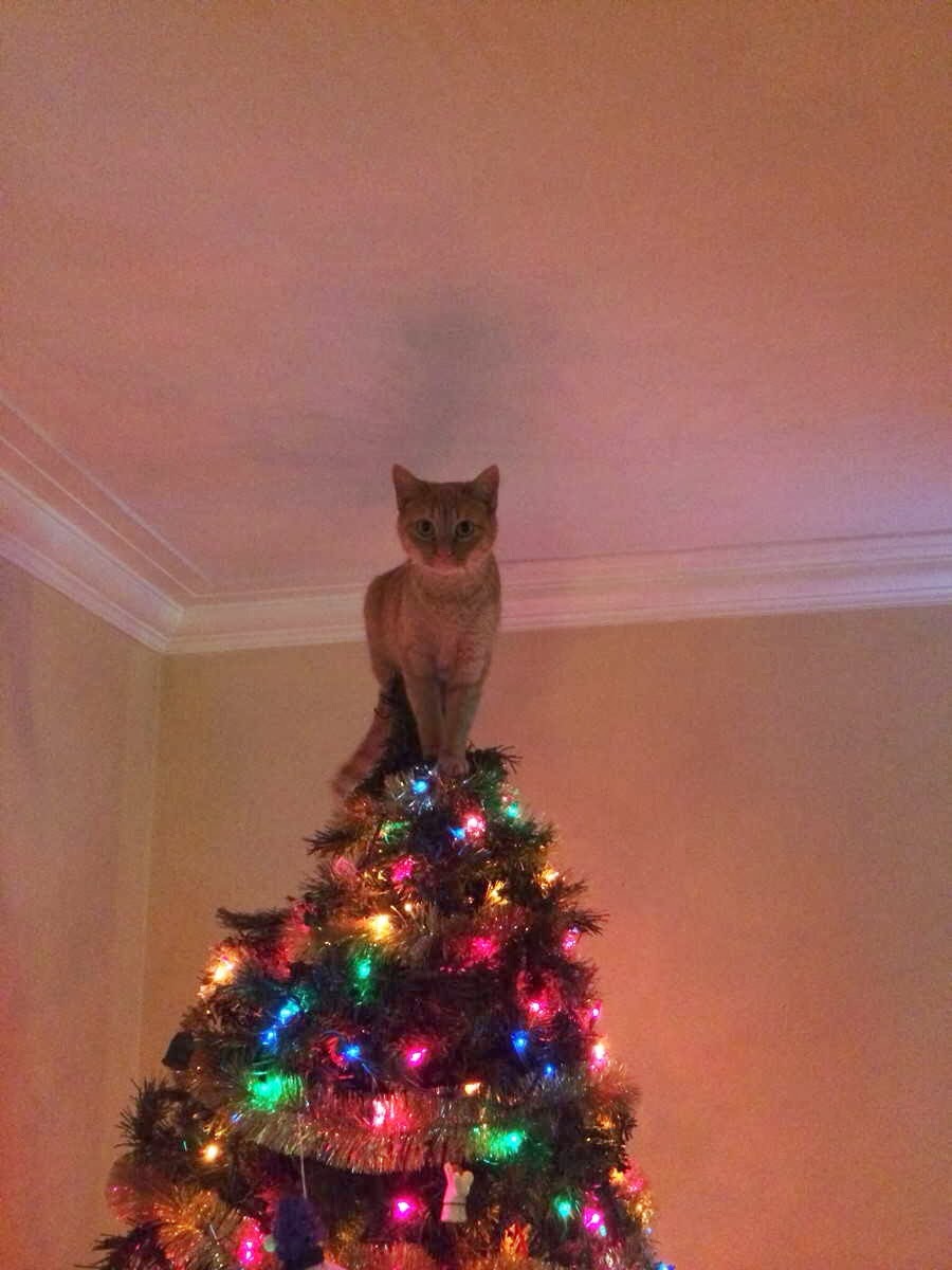 Funny cats - part 83 (40 pics + 10 gifs), cat pics, cat stands on top of christmas tree