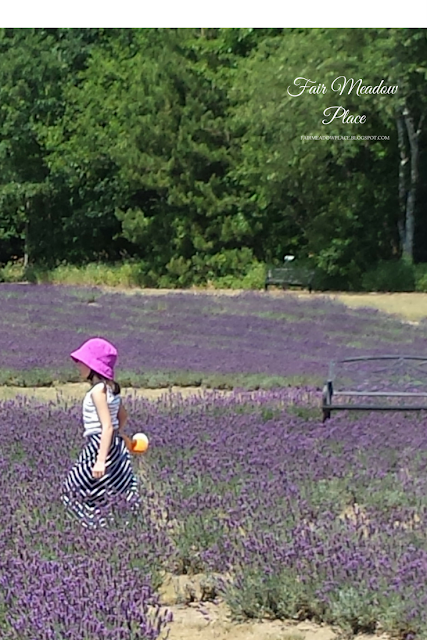 A Trip to the Lavender Farm