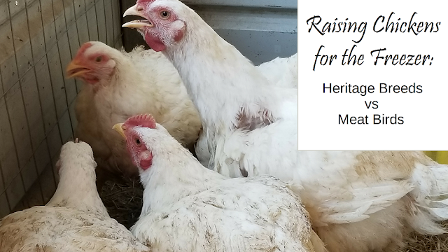 Raising chickens for the freezer: should you choose a heritage breed or meat chickens?