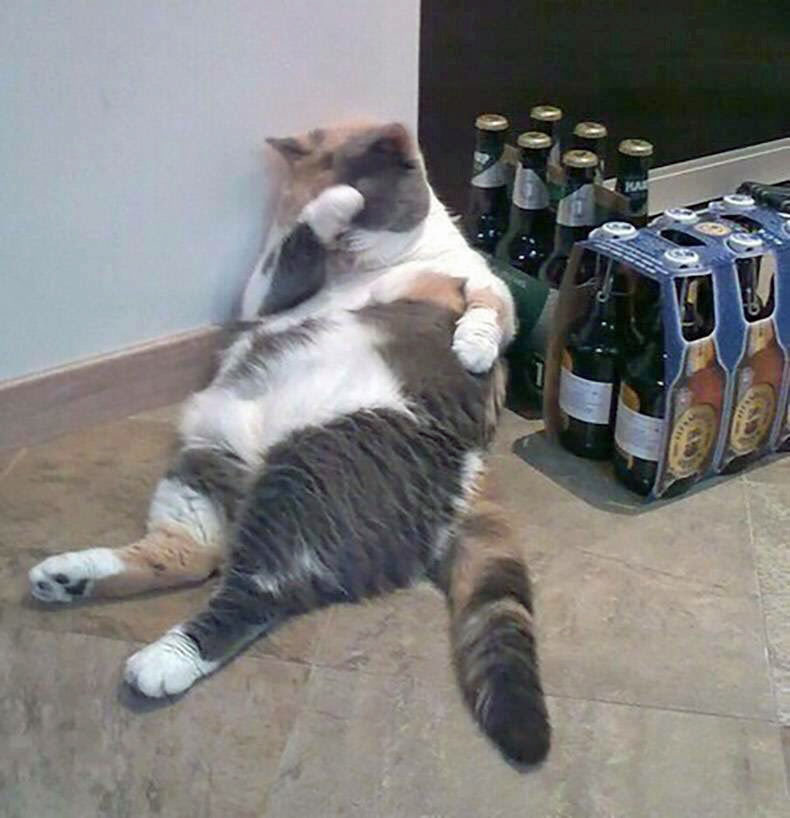 Katze ist von Bier besoffen