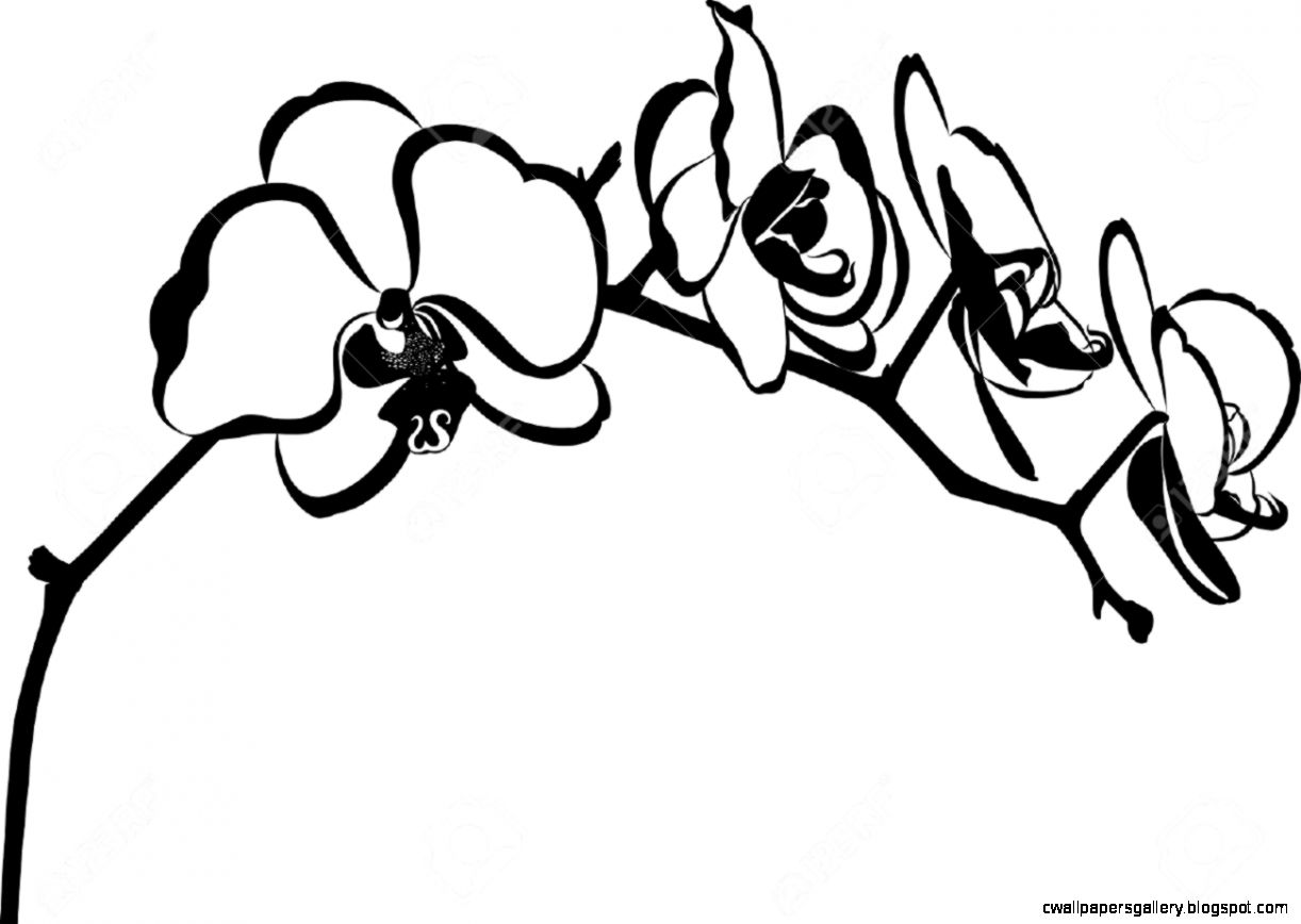 Веточка с орхидеей черно-белая