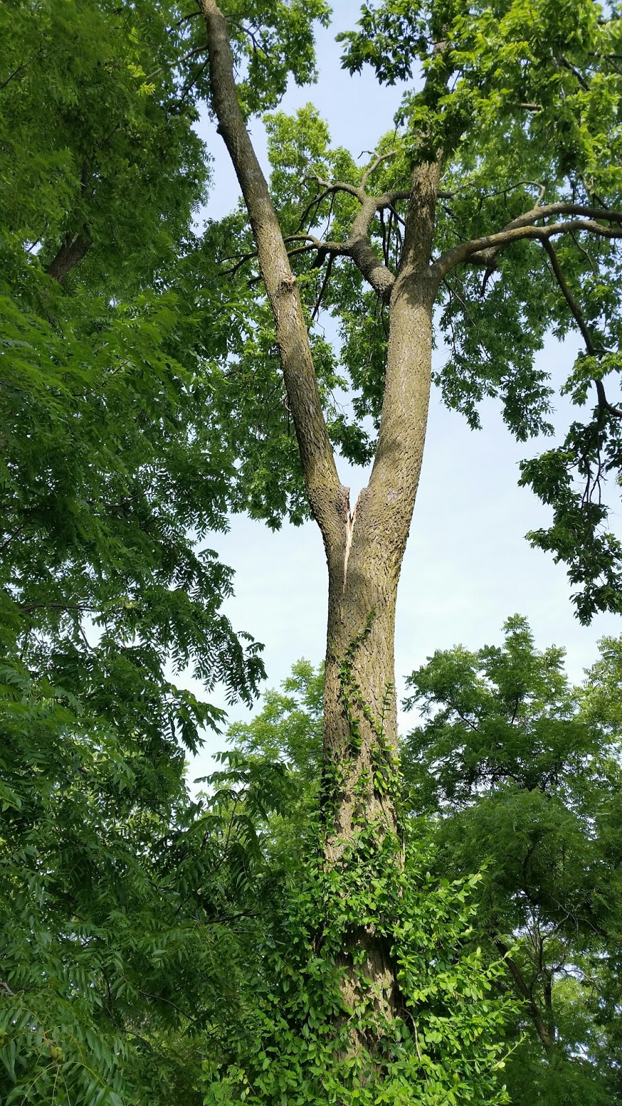 Knitting Ramblings My Tree Has a BooBoo
