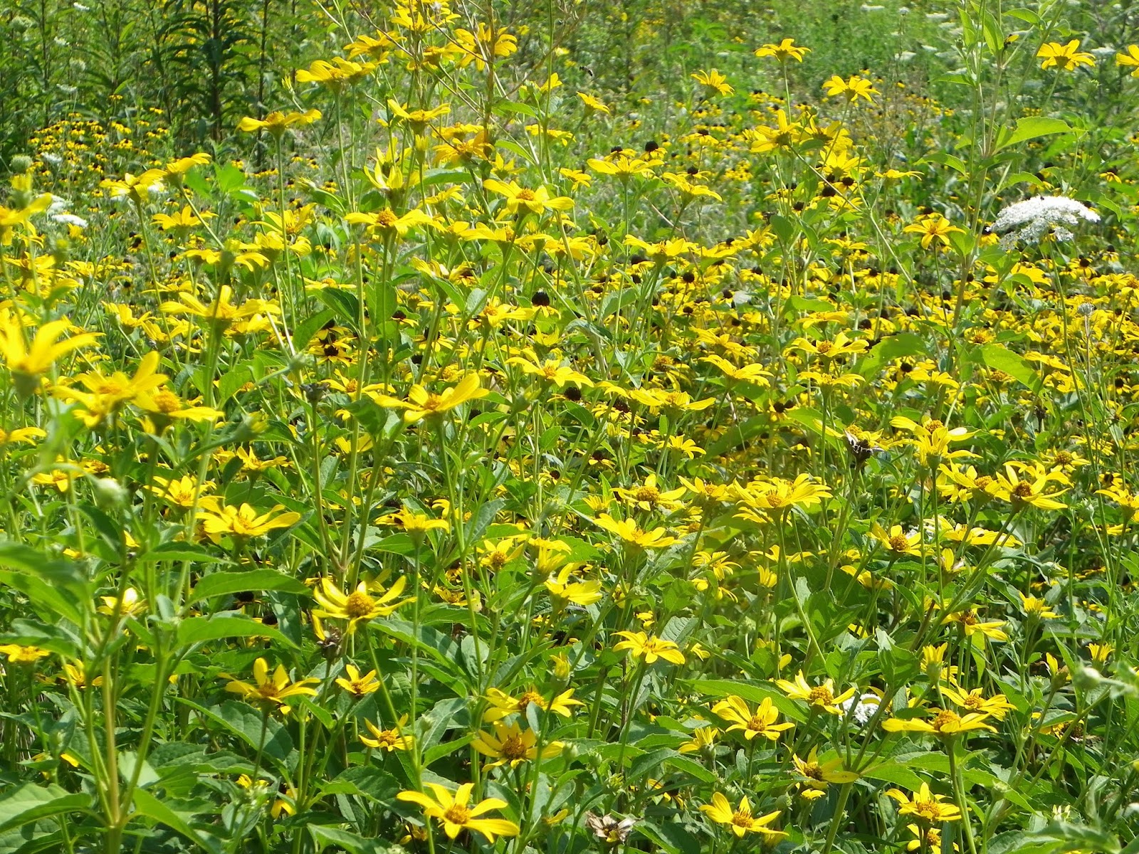 Writers Who Kill Shaker Trace Seed Nursery, Hamilton County Parks, Ohio