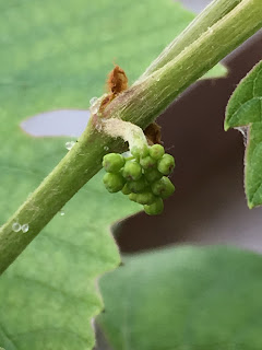 Developing inflorescences