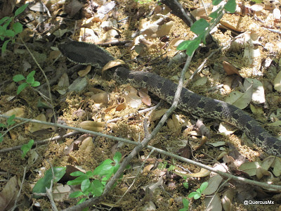 Snake spotted hiking in Austin, Texas