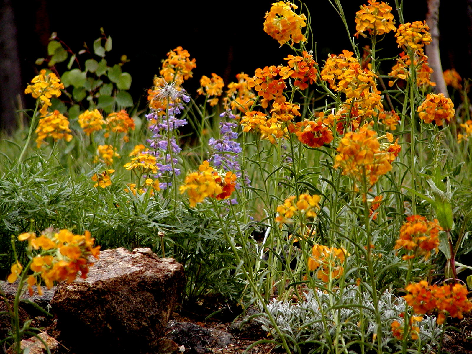 Subalpine Fens - Colorado Native Plant Society