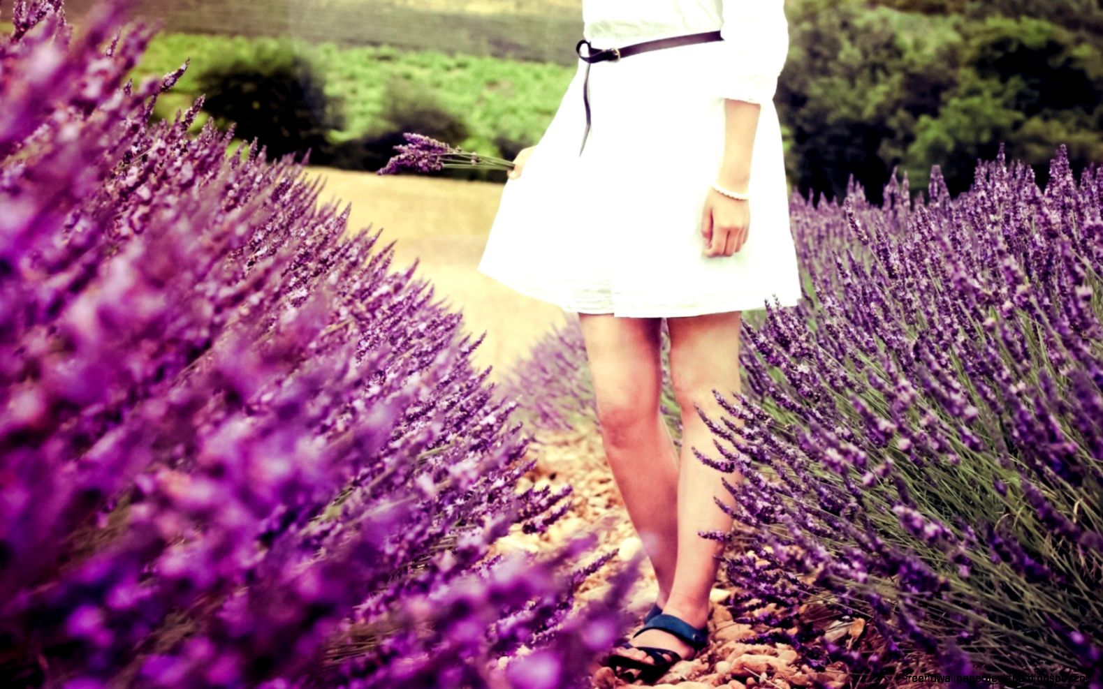 Girl Field Flowers Lavender Mood Hd Wallpaper  Best Desktop