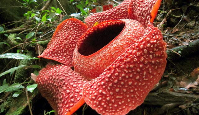 300 Gambar Flora Yang Hampir Punah Hd Infobaru
