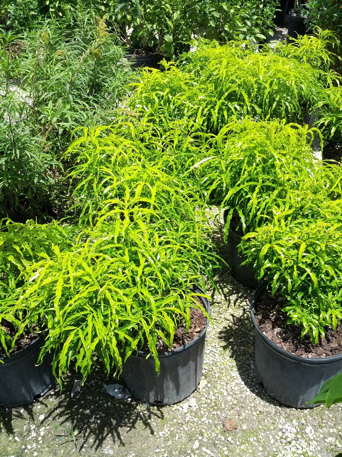 Gardening South Florida Style Hedge Plants South Florida