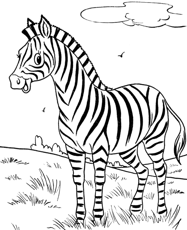 49+ Terpopuler Sketsa Gambar Hewan Zebra
