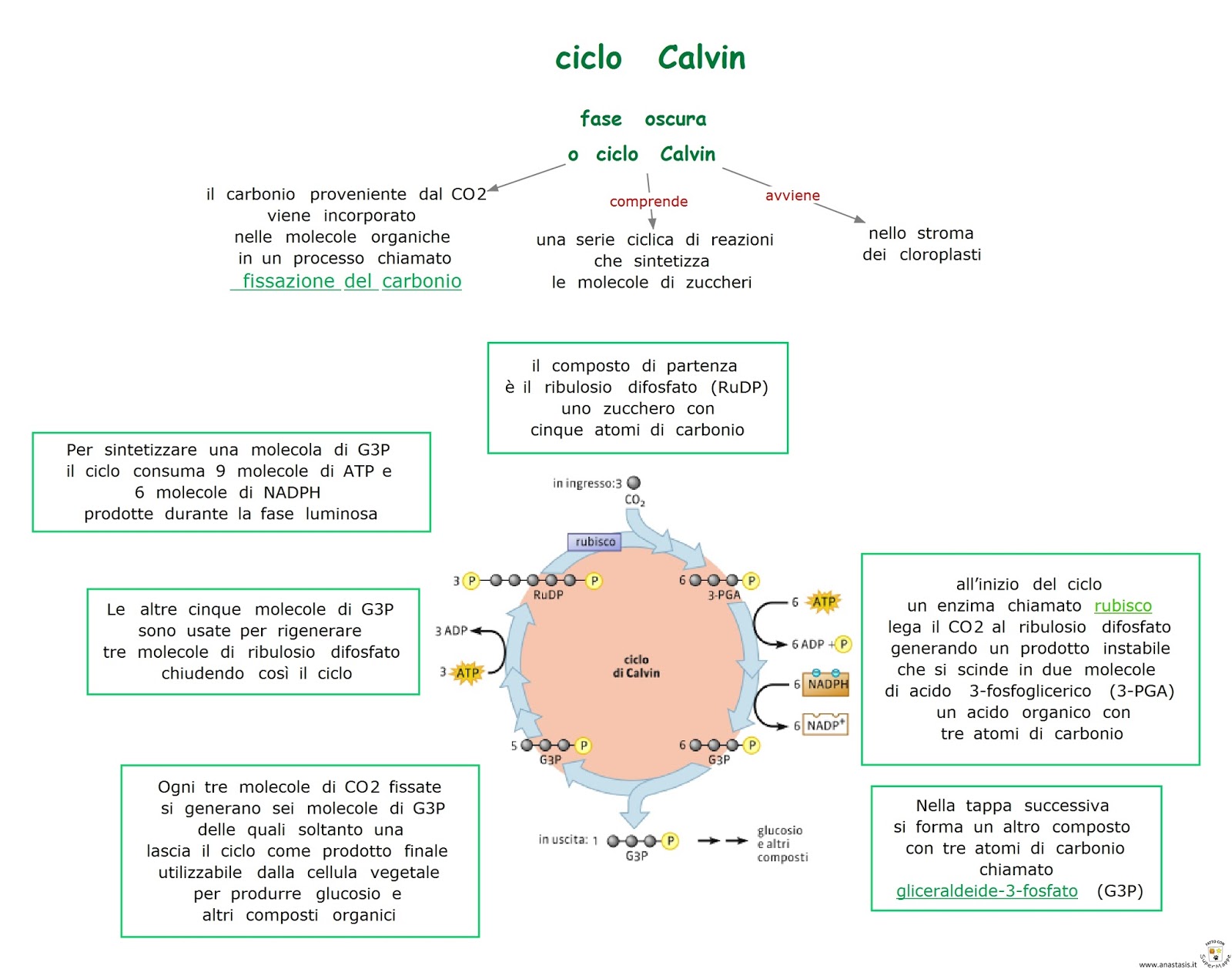 Ciclo De Calvin Benson