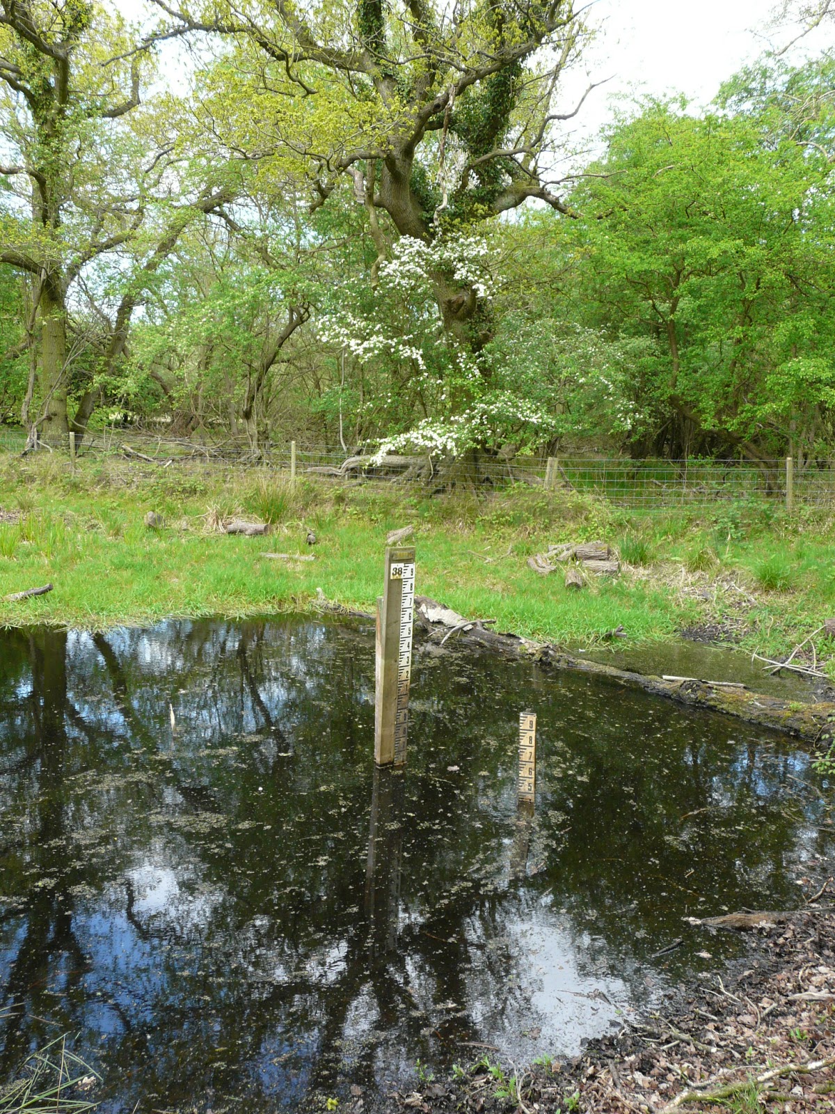 Cindy's Snaps Thompson Common, Norfolk....