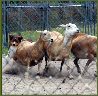 Jake - great grandfather of my australian shepherd litter in herding Jake - great grandfather of my australian shepherd litter in herding