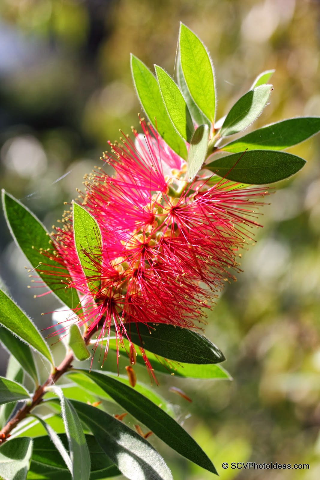 S.C.V. Photography Ideas A Striking Red Bottlebrush...