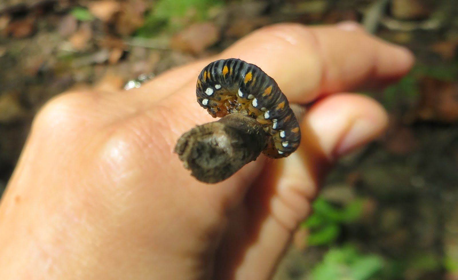 the common milkweed: Cool Caterpillars