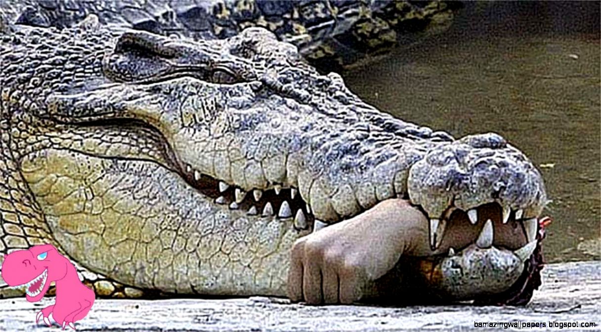 Top 7 Worst Crocodile Attacks on People in Australia   YouTube