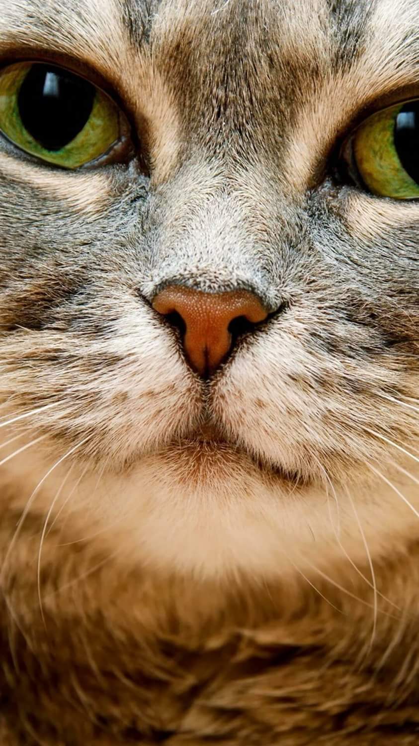 (صور) خلفيات قطط لكل الموبايلات بجودة Hd لعشاق القطط الجميلة