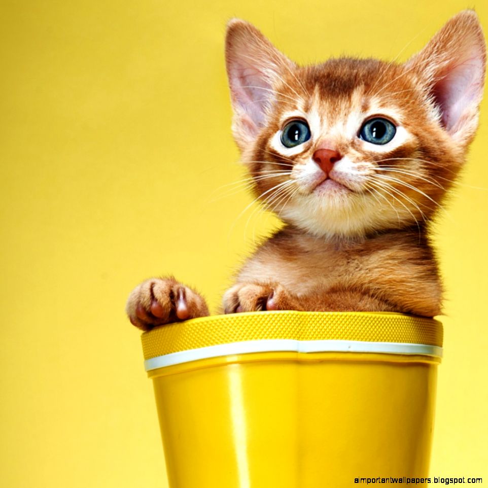 Cute and Sweet Kitty iPad Wallpaper Download  iPhone Wallpapers