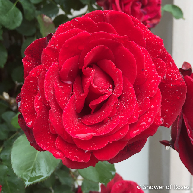 Shower of Roses {pretty, happy, funny, real}