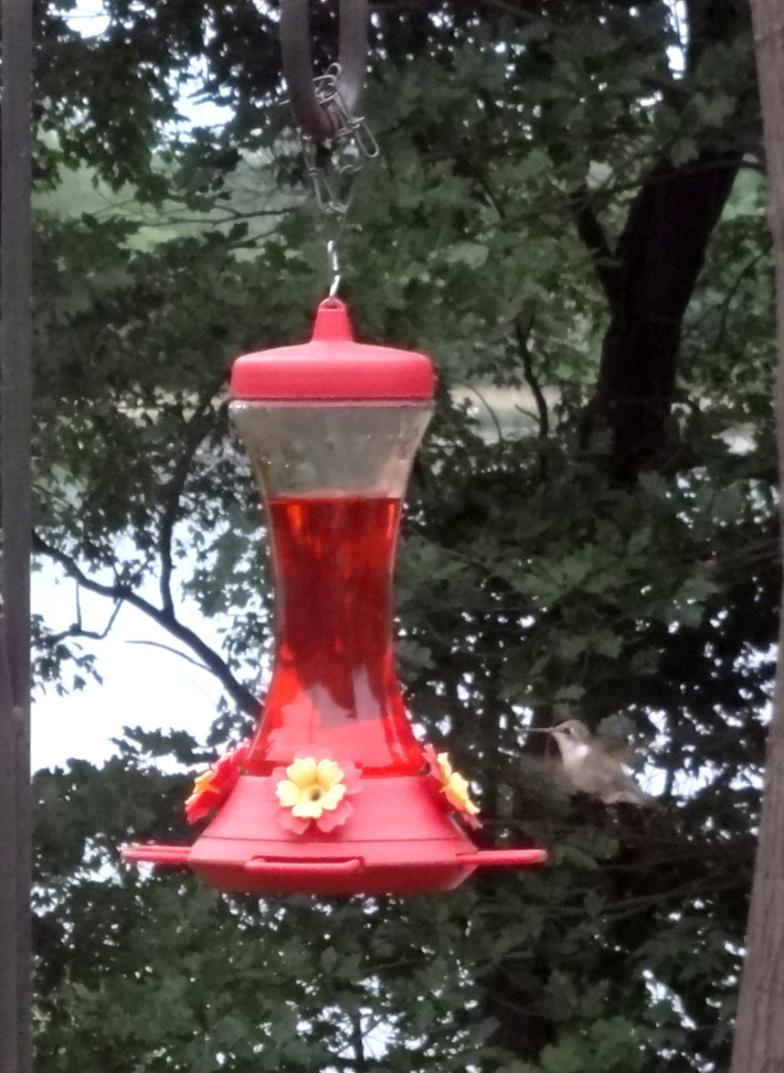 ID Mommy Make Your Own Hummingbird & Oriole Food