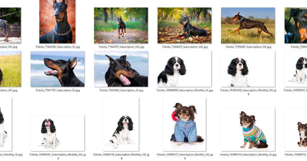 Resimlerim Dobermans Two Dog Breeds Border Collie and Russian Spaniel
