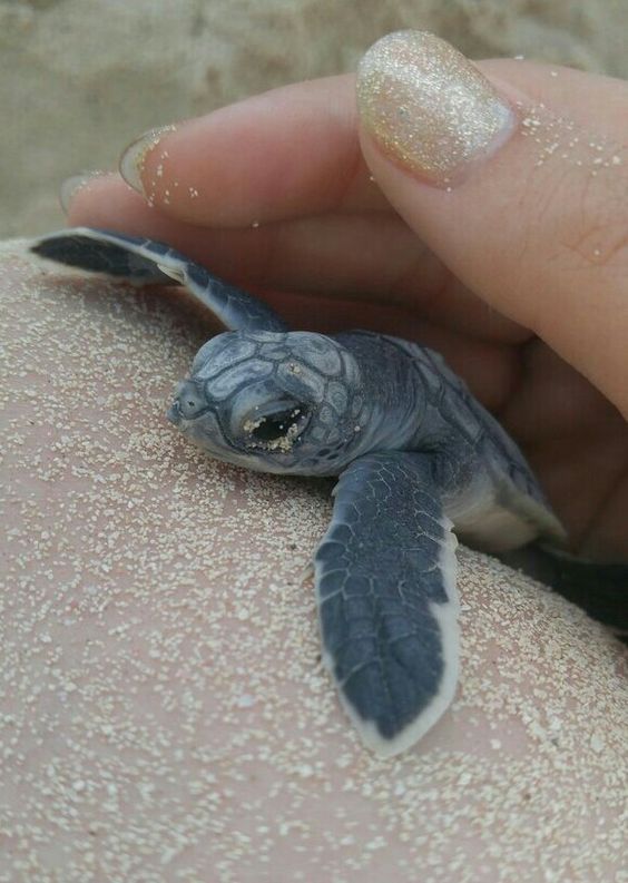 20 Of the Beautiful and Cute Baby Sea Turtle Pictures that Will Make You Love... Amazing