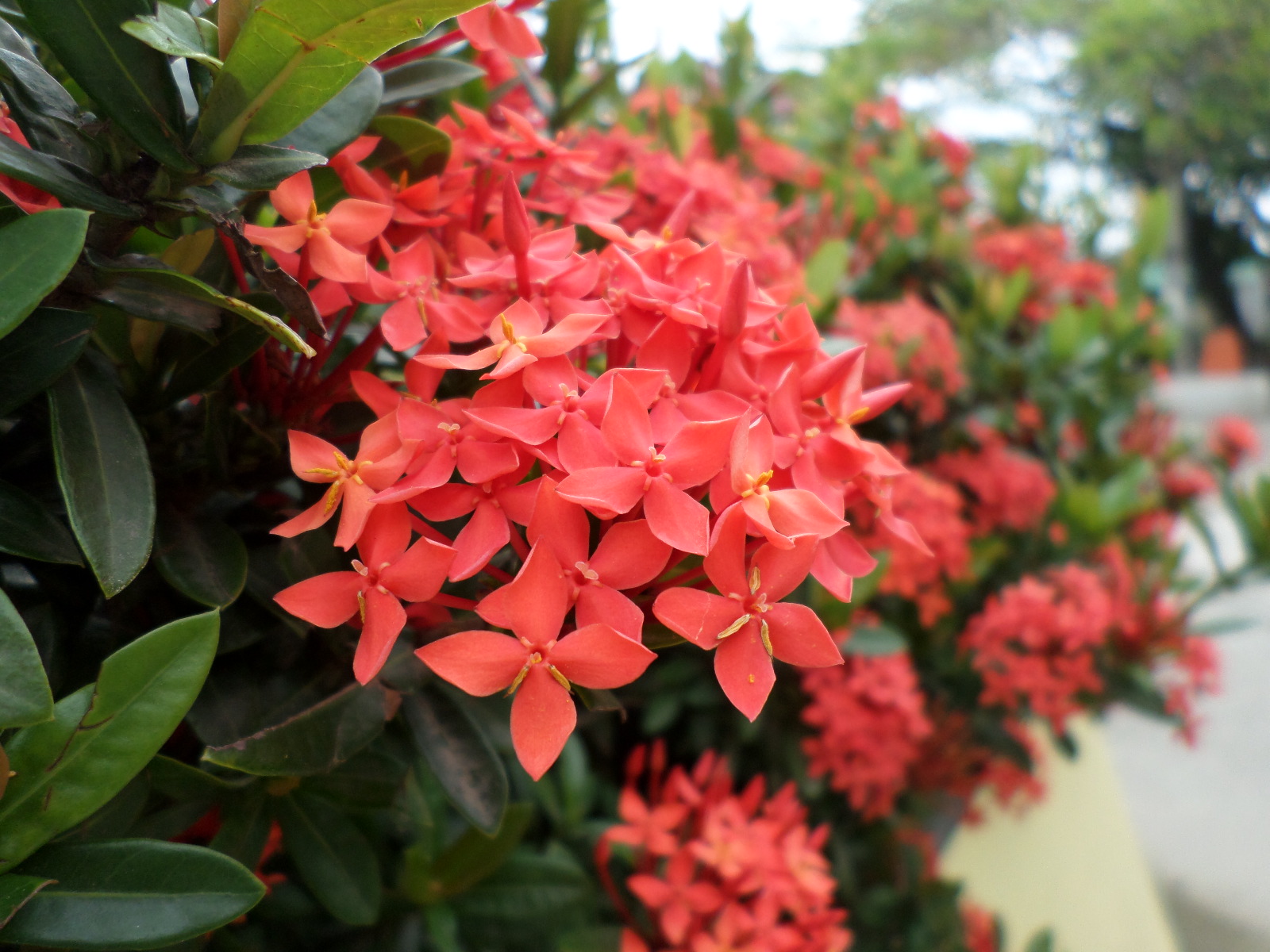 veta897 Red Santan