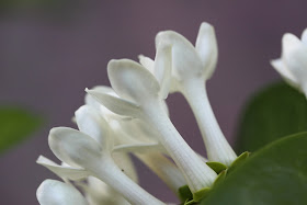 Stephanotis floribunda (Madagascar jasmine) open flowers bunch