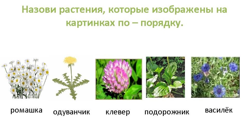 3 примера травянистых растений