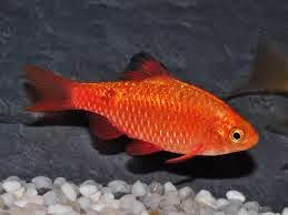 Barbo Rosado Barbo Rosado