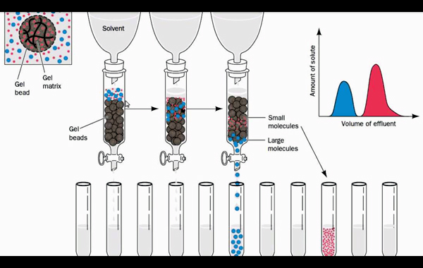 Gel filtration chromatography 膠質過濾色層分析、凝膠過濾層析