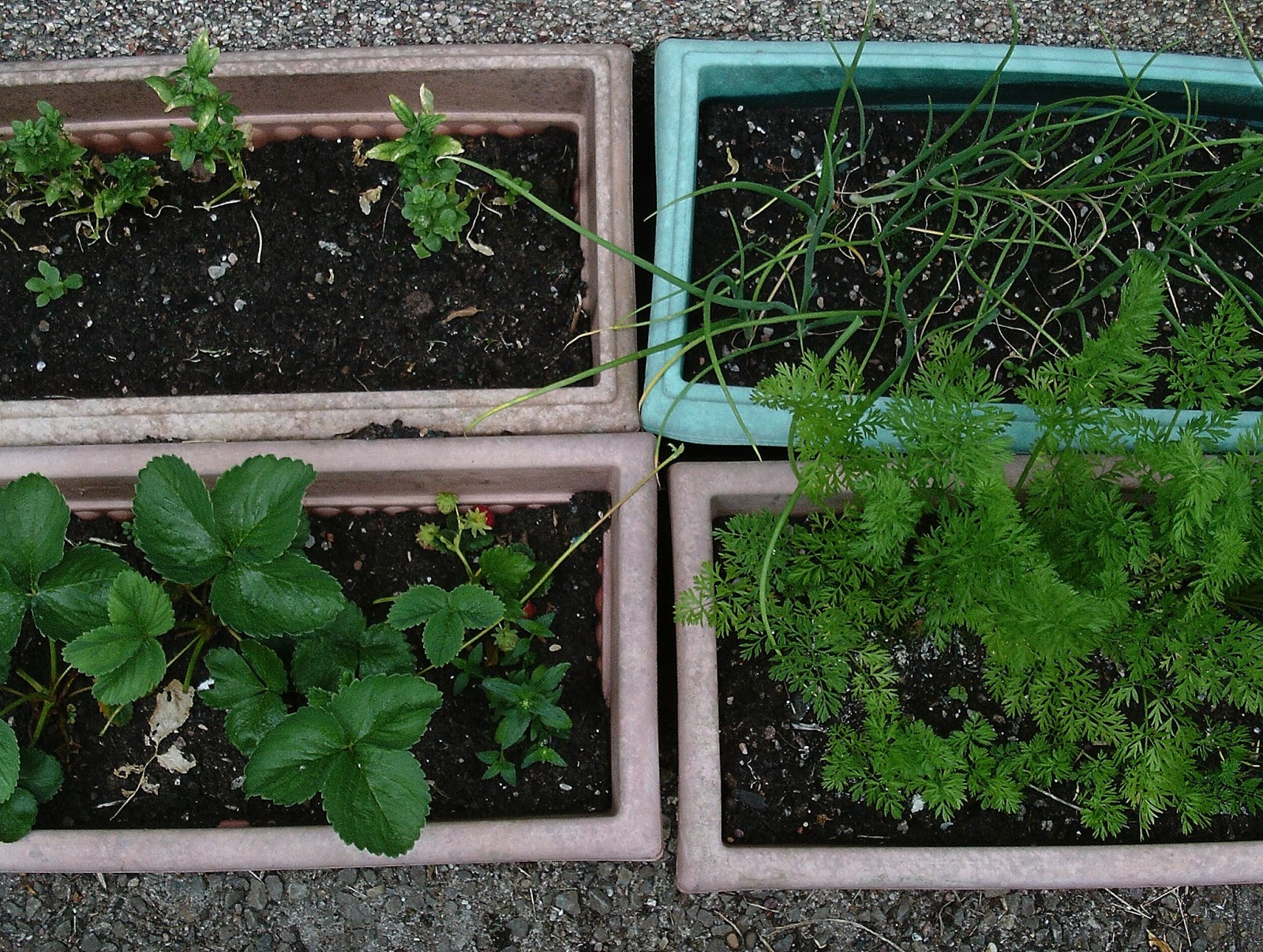 The Green Fingered Blog What food can I grow in containers?
