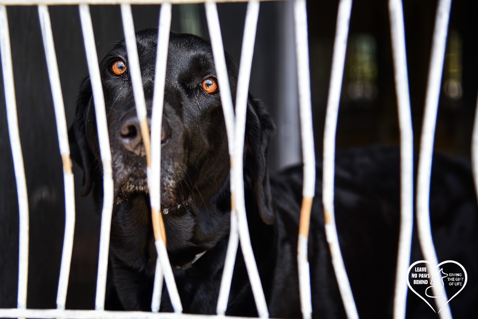 Baldwin Park Shelter Animals Available As Of 1102018