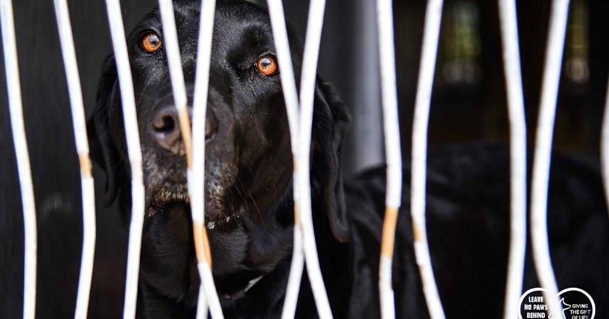 Baldwin Park Shelter Animals Available As Of 1102018