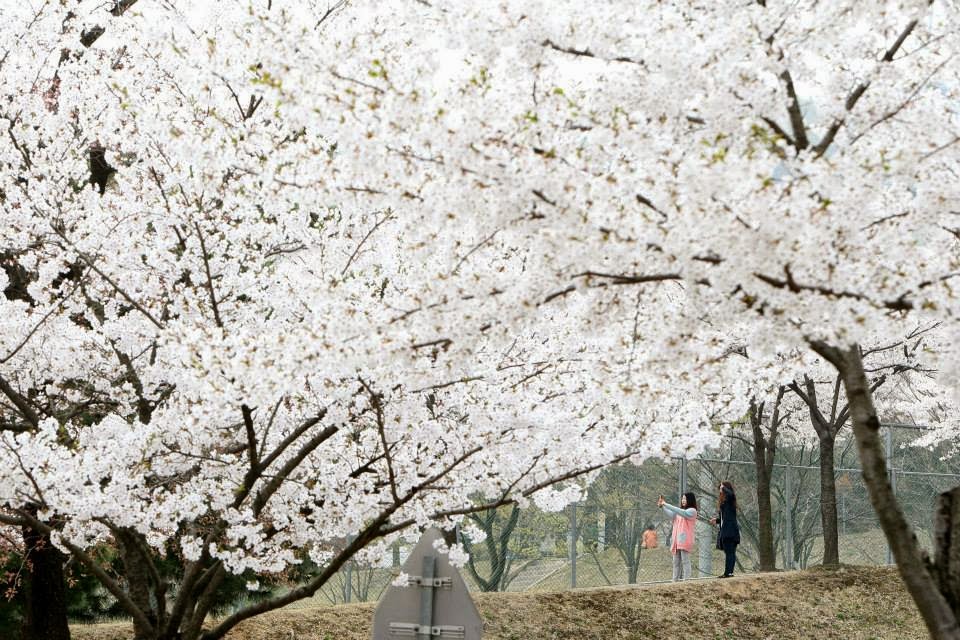 Ghi lại những bức ảnh đẹpcùng hoa anh đào tại đại học Myongjji