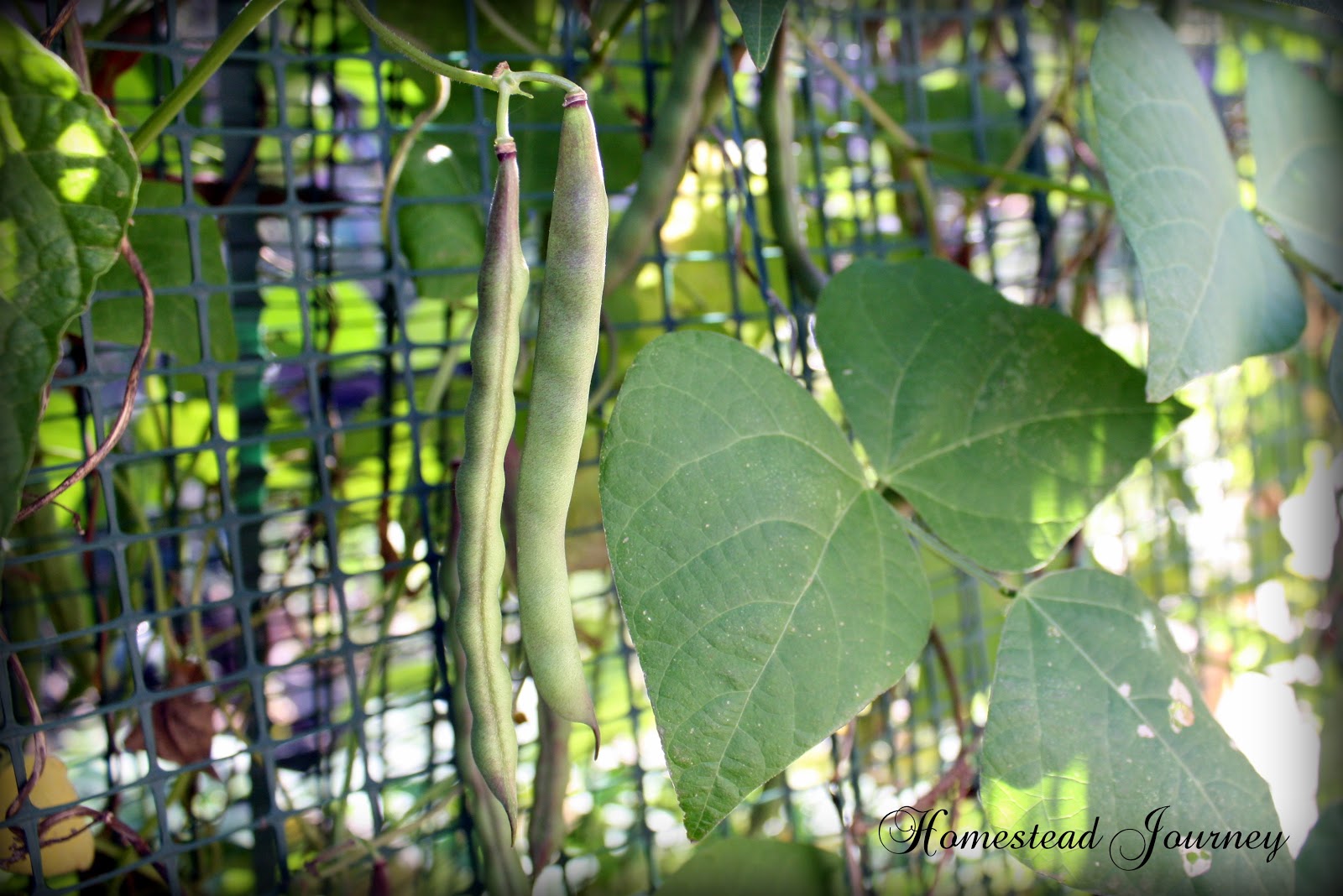 Rare Breed Farms Dried Beans Straight from the Vine