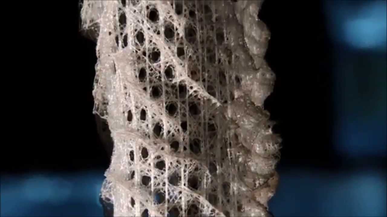 Venus' flower basket