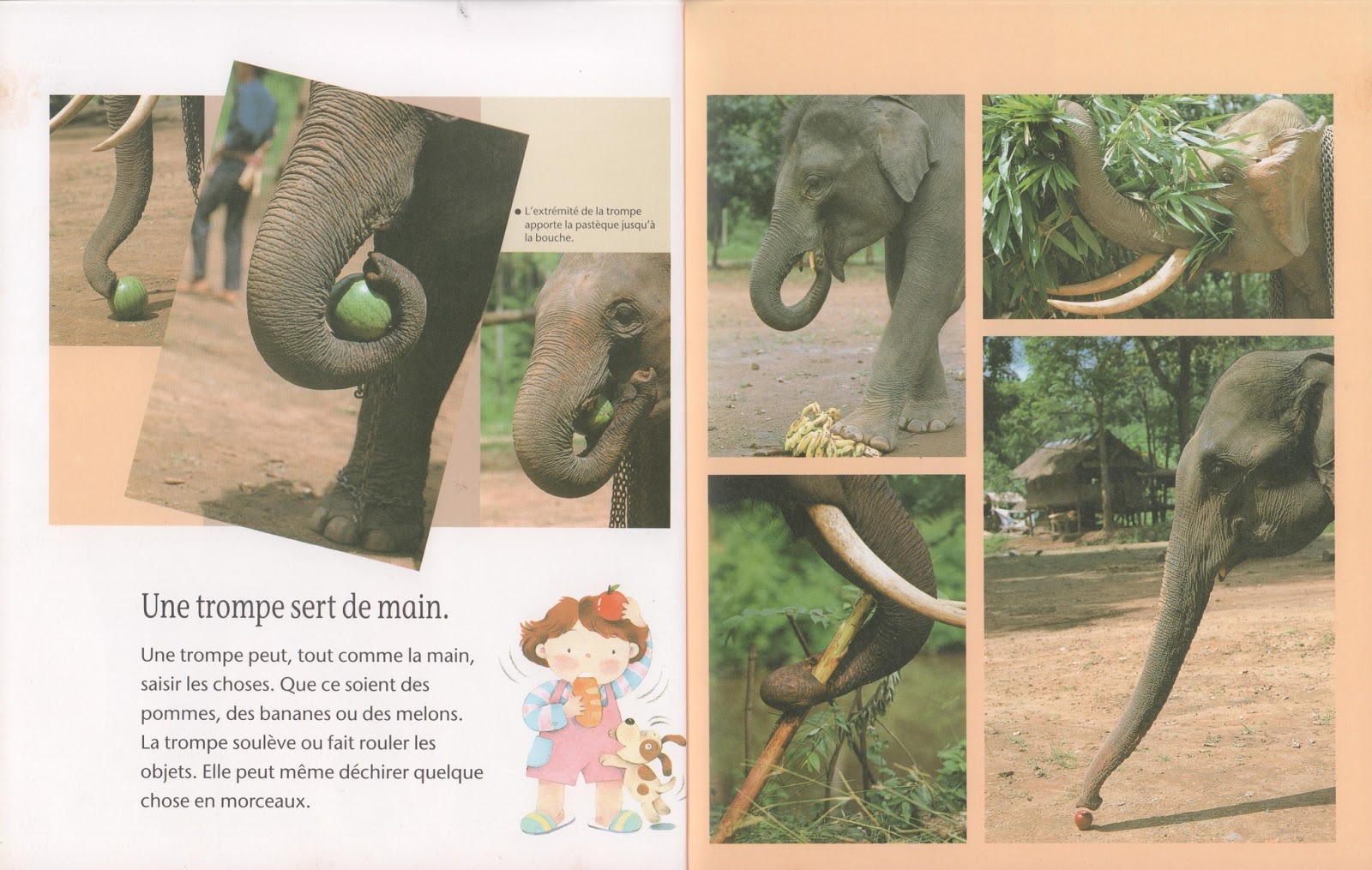 La Trompe De L éléphant Film Leçons de choses: La trompe de l'éléphant