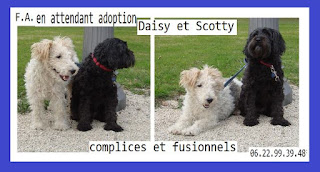 SOS pour SCOTTY fox terrier 12 ans et DAISY  x labrit 11 ans -  Asso Appa65 (65) Daisy