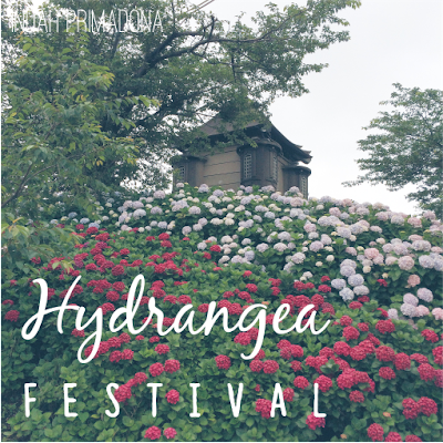 hydrangea flower, hydrangea, hydrangea festival, bunga hydrangea, festival bunga