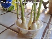 How to Grow Garlic Indoors
