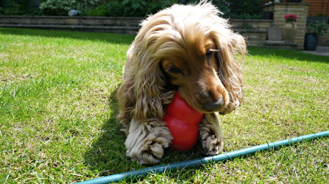 Golden Cocker Spaniel called Dylan