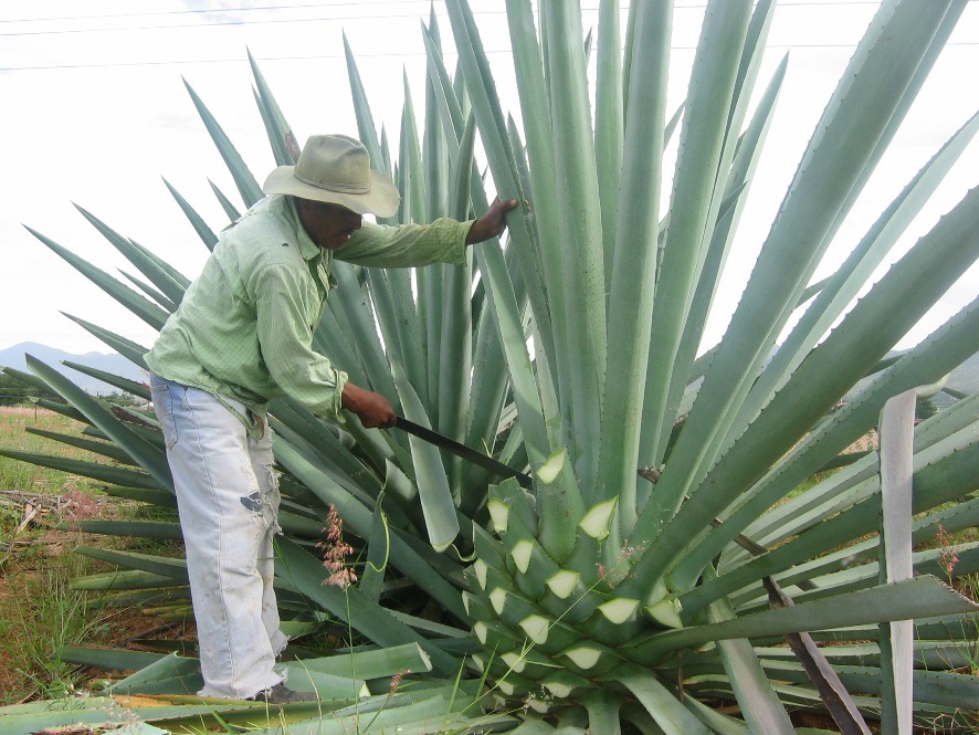 agave du mexique France news collections