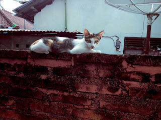 White Striped Cat Want To Rest Above The Wall