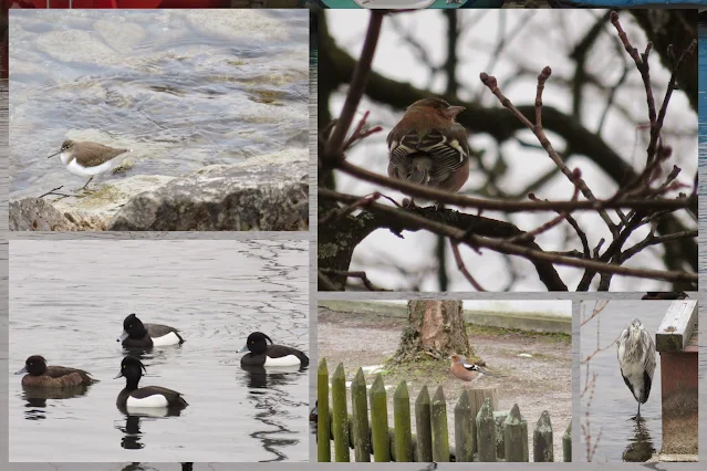 Birds in Switzerland: sandpiper, chaffinch, tufted ducks, and heron on Zurich See